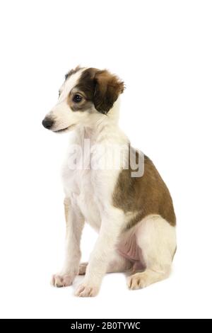 Borzoi or Russian Wolfhound,  Pup sitting against White Background Stock Photo