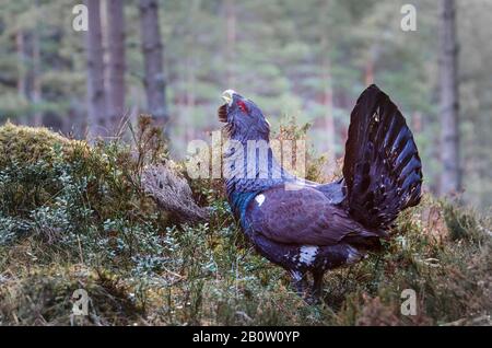 Western capercaillie, Tetrao urogallus also known as the wood grouse Stock Photo