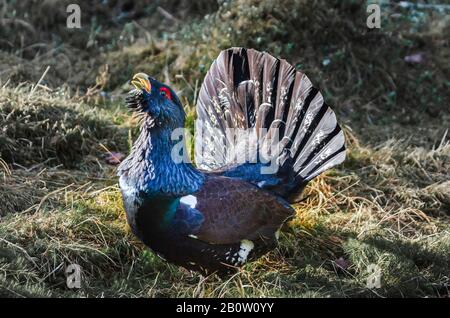Western capercaillie, Tetrao urogallus also known as the wood grouse Stock Photo