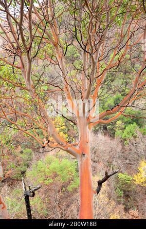 Arbutus andrachne, greek strawberry tree, pictured in winter time, evergreen tree with broad leafs and smooth bark Stock Photo