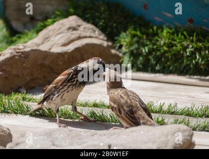 a male sparrow feeding her baby Stock Photo