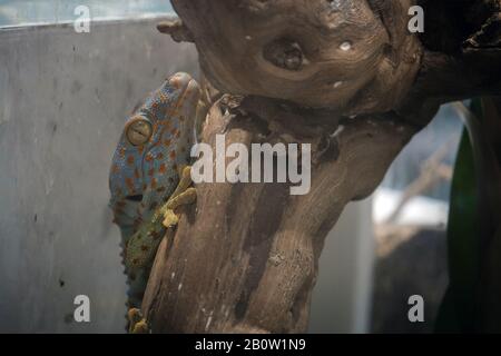 Close-up of gecko on timber, of beautiful skin gecko, Amazing colorful gecko. in green planet dubai Stock Photo