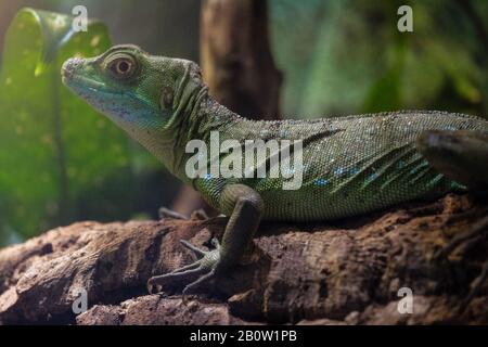 The plumed basilisk or Basiliscus plumifrons, also called commonly the green basilisk, the double crested basilisk, or the Jesus Christ lizard, is a s Stock Photo
