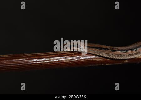 Royal Python, or Ball Python Python regius, studio. It's camouflage colors have an amazing pattern. The curious snake is a pet reptile Stock Photo