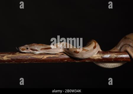 Royal Python, or Ball Python Python regius, studio. It's camouflage colors have an amazing pattern. The curious snake is a pet reptile Stock Photo