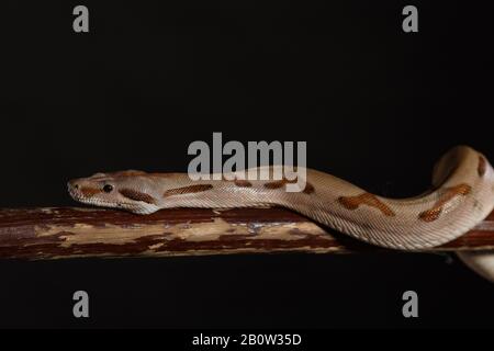 Royal Python, or Ball Python Python regius, studio. It's camouflage colors have an amazing pattern. The curious snake is a pet reptile Stock Photo