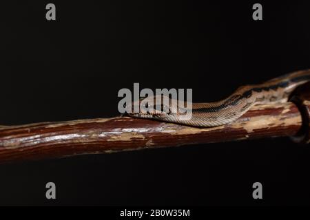 Royal Python, or Ball Python Python regius, studio. It's camouflage colors have an amazing pattern. The curious snake is a pet reptile Stock Photo