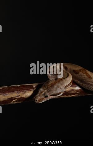 Royal python - Ball python - King python - Python regius - Royal python ...