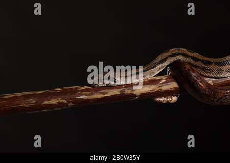Royal Python, or Ball Python Python regius, studio. It's camouflage colors have an amazing pattern. The curious snake is a pet reptile Stock Photo