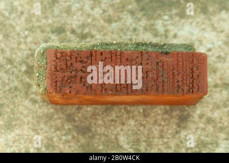 A red building brick from a wall, with mortar stuck on two sides of it. Stock Photo