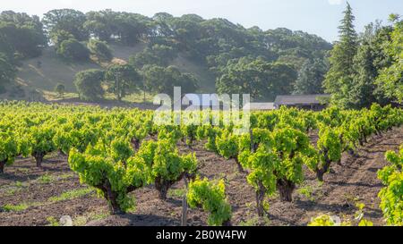 Vast amounts of vineyards can be seen across California. Some folk even grow traditional style crops in their back garden. Stock Photo