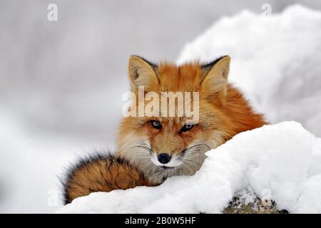 Rotfuchs, Red Fox, (Vulpes vulpes), im Winter Stock Photo