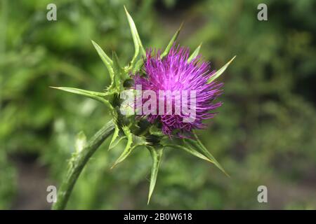 Mariendistel, Silybum marianum Stock Photo