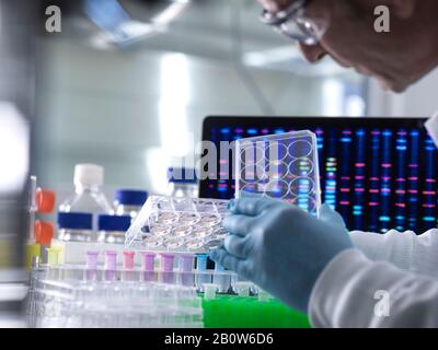 Scientist pipetting DNA samples into microcentrifuge tubes during an experiment in the laboratory with the DNA profile on the monitor screen. Stock Photo