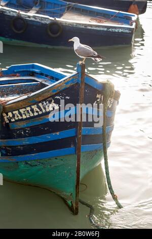 Sardines in blue boat, Essaouira, Morocco Stock Photo