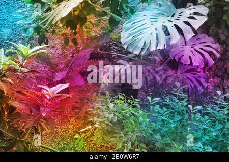 tropical leaf forest glow in the dark background. High contrast Stock Photo
