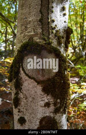 Close-up of a Beech (Fagus sylvatica) tree trunk with a heart shaped scar (Hayedo de Tejera Negra, Cantalojas, Castilla-La Mancha, Spain) Stock Photo