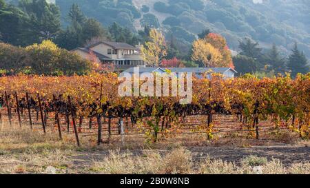 A rustic and cosy scenic vineyard in autumn. Stock Photo