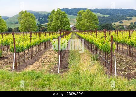 Spring has sprung and the vineyards are looking verdantly lush. A cool atmospheric mist covers the rolling hills and the air feels good. Stock Photo