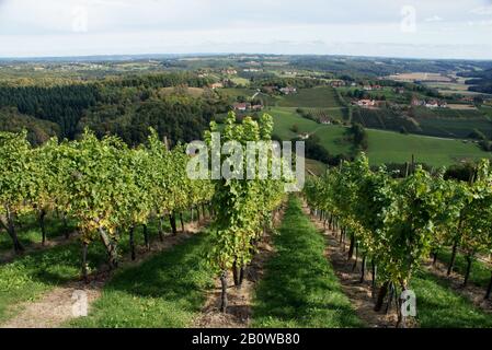 View of vineyards in Lower Austria in autumn Stock Photo