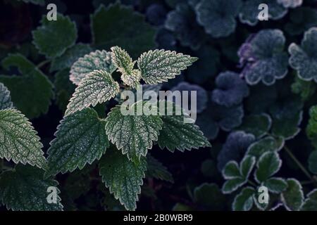 Frost covered stinging nettle on dark green background Stock Photo