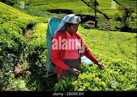 Sri Lanka, Nuwara Eliya, tea plantation, tamil woman plucking tea leaves Stock Photo