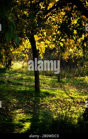 Thin tree with green leaves and trunk isolated on white Stock Photo - Alamy