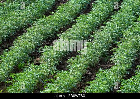 Small potato crop (Solanum tuberosum) Stock Photo