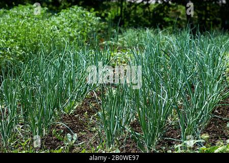 Green onion crop, scallion, spring onions Stock Photo
