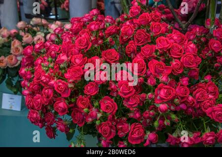 Huge bouquet of fresh red roses in a vase. Beautiful fresh red natural rose flowers. Valentine's Day Stock Photo