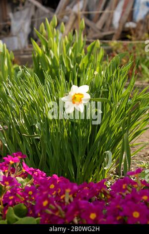 First narcissus daffodil flower spring in the garden Stock Photo