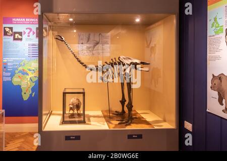 The Natural History Gallery at Haslemere Educational Museum, Surrey, UK. Exhibits in a display case including a kiwi bird and the skeleton of a moa Stock Photo