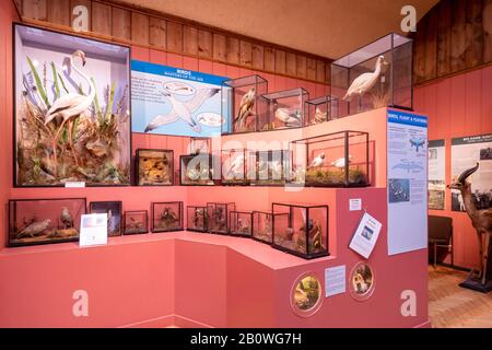 The Natural History Gallery at Haslemere Educational Museum, Surrey, UK. Exhibit of stuffed british birds in display cases. Stock Photo