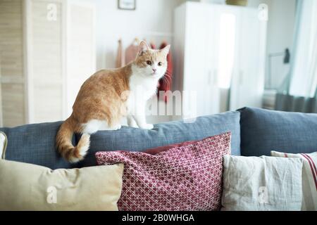 Red and white cat sitting on sofa in the living room Stock Photo