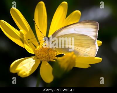 A butterfly native to Arizona called the Great Southern White feeding on a wildflower. Stock Photo