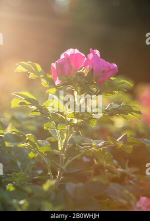 Pink Rose Basking in Light of Golden Hour Sun Stock Photo