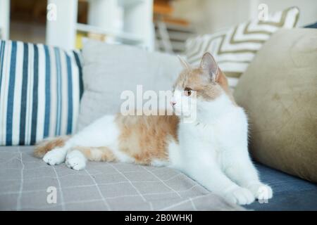 Domestic cat with red and white fur lying on the couch in the living room at home Stock Photo