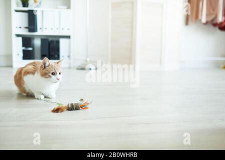 Domestic red and white cat sitting on the floor with his toy he resting after active game Stock Photo