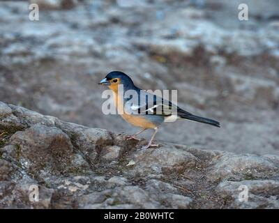 Chaffinch Fringilla coelebs Mount Teide National park Tenerife in the Canary Islands, Spain Stock Photo