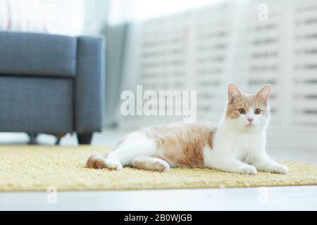 Image of domestic red and white cat lying on the carpet in the room at home Stock Photo