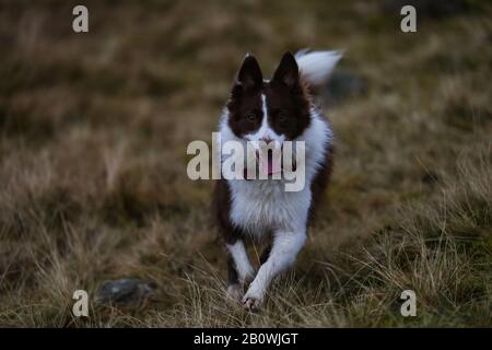 Border Collie in the hills surrounding the Lake District in Cumbria Stock Photo