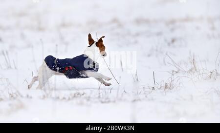 jack russell winter coats