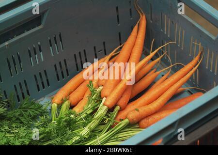 Bunch of carrot roots with green leaves in blue plastic box displayed on market Stock Photo