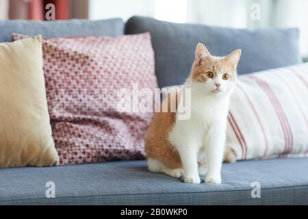 Domestic red and white cat sitting on sofa in the living room at home Stock Photo