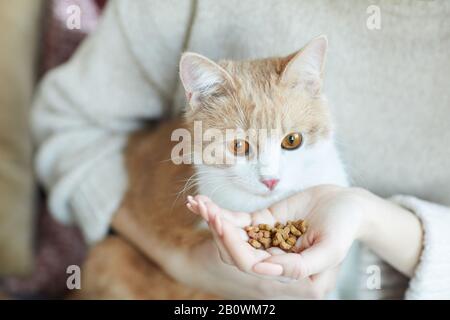 Close-up of domestic cat sitting on woman's hands and woman feeding its a food Stock Photo