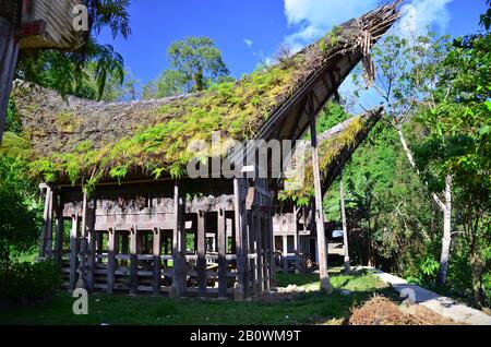 Dilapidated traditional Tongkonan ancestral houses, Kete Kesu, Rantepao, Toraja highlands, Tana Toraja, Sulawesi, Indonesia, Southeast Asia Stock Photo