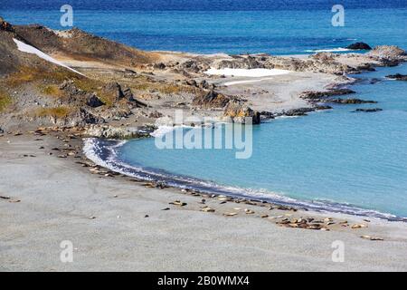 Southern Elephant Seal, Mirounga leonina hauled out on the beach at Robert Island in the South Shetland Islands, Antarctica. Stock Photo