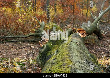 Forestry and logging. Felled large beech tree Stock Photo
