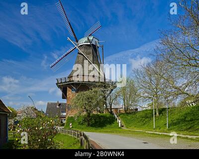 Mill Aurora with cherry blossom in Borstel, district of Jork, Altes Land, district of Stade, Lower Saxony, Germany, Europe Stock Photo