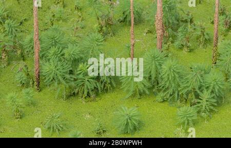 Parrot's-feather, Myriophyllum aquaticum, invading pond Stock Photo